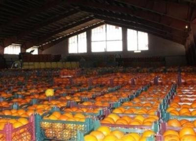 ذخیره 250 تن پرتقال و سیب شب عید در گلستان
